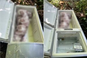 Corpo dentro de geladeira, Maceió, Guaxuma — Foto: Arquivo pessoal