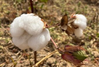 Governo da Paraíba incentiva cultivo do algodão orgânico e beneficia mais de 300 famílias agricultoras