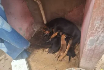 Polícia prende seis suspeitos de maus-tratos a animais