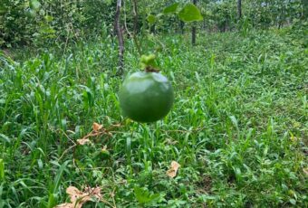 Agricultor aumenta plantio de maracujá no Vale do Piancó