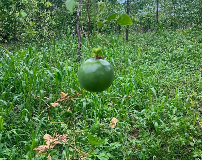 Agricultor aumenta plantio de maracujá no Vale do Piancó