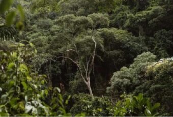 Operação autua mais de 230 hectares de desmatamento ilegal na Paraíba