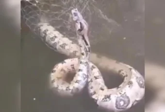 Pescador encontra jiboia de 3 metros presa em rede de pesca em Olho D’Água