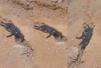 Morador denuncia suspeita de envenenamento de cães na zona rural de São José de Espinharas