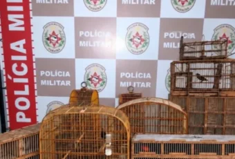 Polícia Militar apreende aves silvestres e conduz suspeito por crime ambiental à delegacia