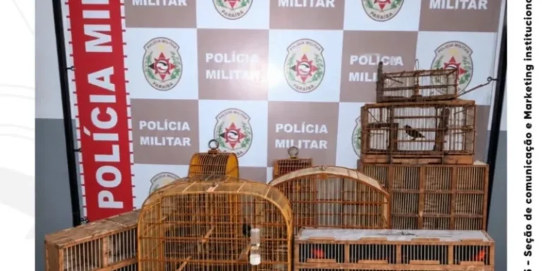 Polícia Militar apreende aves silvestres e conduz suspeito por crime ambiental à delegacia